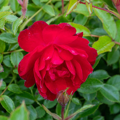 Rose ‘Raspberry Royale’ (Patio Rose)
