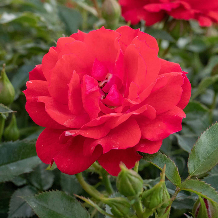 Rose ‘Raspberry Royale’ (Patio Rose)