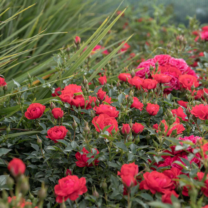 Rose ‘Raspberry Royale’ (Patio Rose)