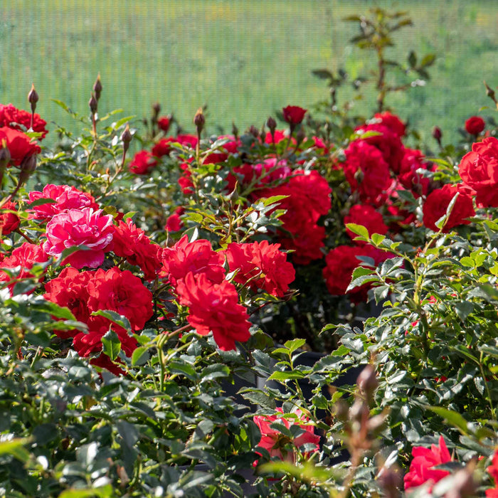 Rose ‘Raspberry Royale’ (Patio Rose)