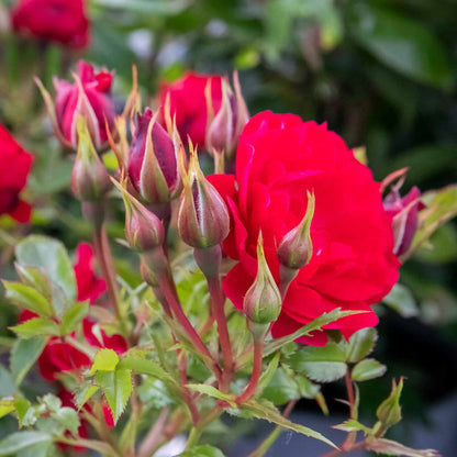 Rose ‘Raspberry Royale’ (Patio Rose)