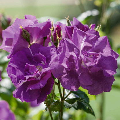 Rose ‘Rhapsody In Blue’ ROTY 2003 (Shrub Rose)