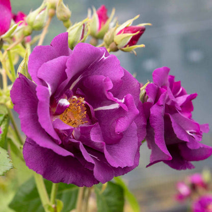 Rose ‘Rhapsody In Blue’ ROTY 2003 (Shrub Rose)