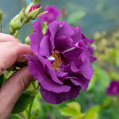 Rose ‘Rhapsody In Blue’ ROTY 2003 (Shrub Rose)