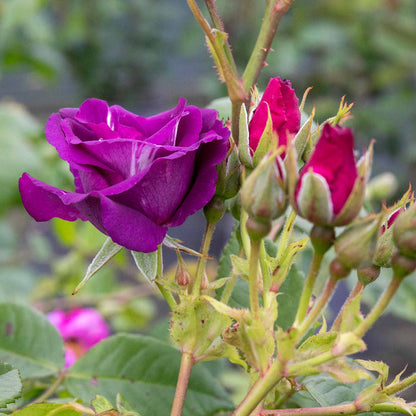 Rose ‘Rhapsody In Blue’ ROTY 2003 (Shrub Rose)