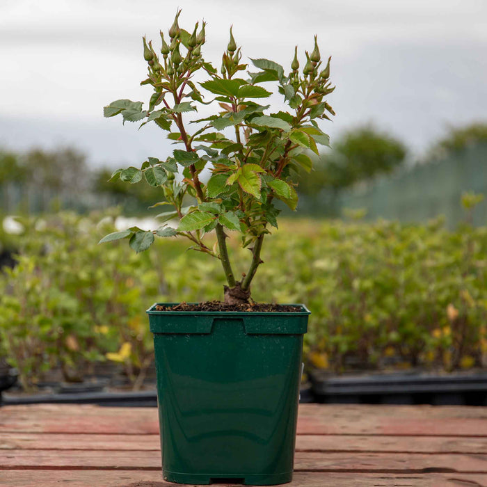 Rose ‘Rhapsody In Blue’ ROTY 2003 (Shrub Rose)