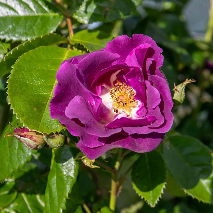 Rose ‘Rhapsody In Blue’ ROTY 2003 (Shrub Rose)