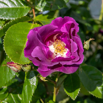 Rose ‘Rhapsody In Blue’ ROTY 2003 (Shrub Rose)