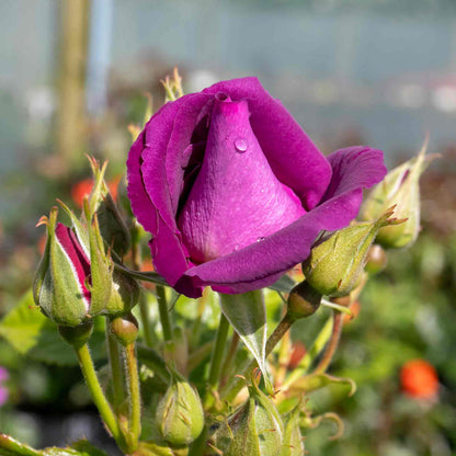 Rose ‘Rhapsody In Blue’ ROTY 2003 (Shrub Rose)