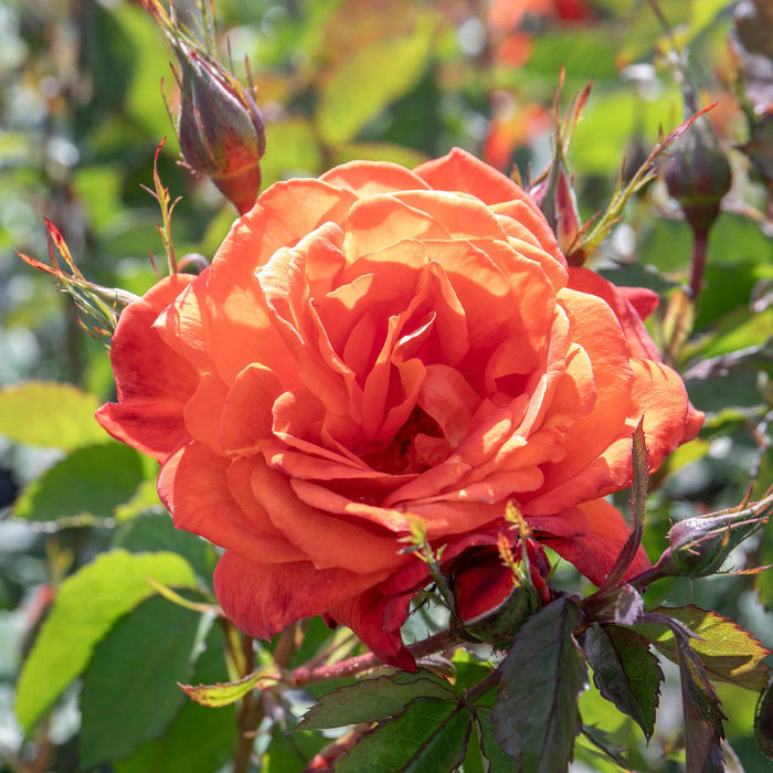 Rose ‘Super Trouper’ (Floribunda Rose)