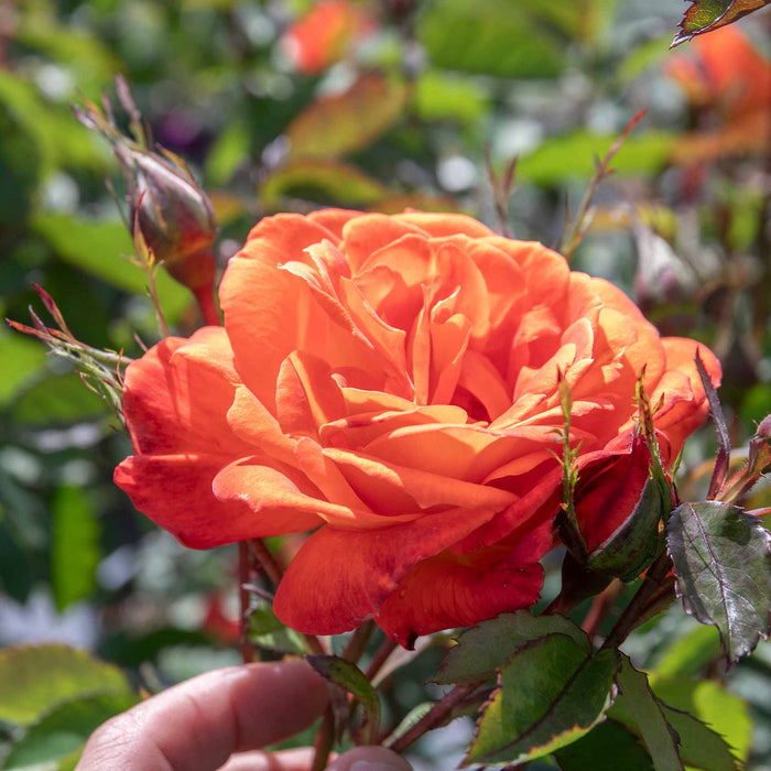 Rose ‘Super Trouper’ (Floribunda Rose)