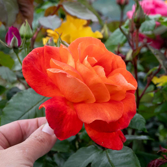 Rose ‘Super Trouper’ (Floribunda Rose)