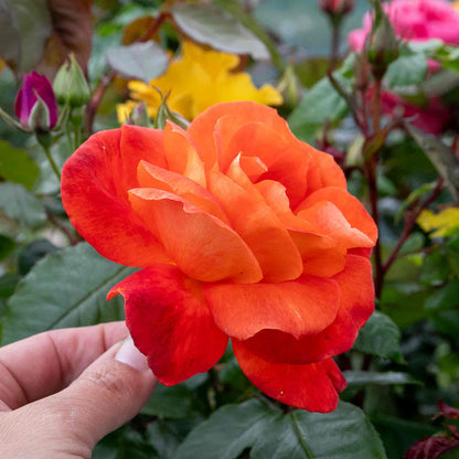 Rose ‘Super Trouper’ (Floribunda Rose)
