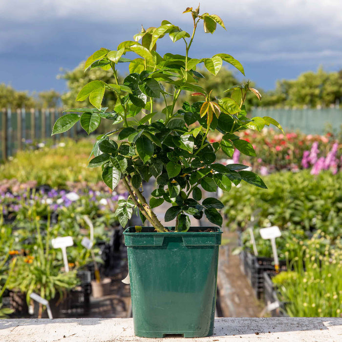 Rose ‘Super Trouper’ (Floribunda Rose)
