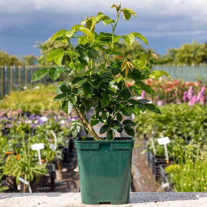 Rose ‘Super Trouper’ (Floribunda Rose)
