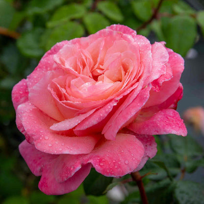 Rose ‘Sweet Romantica’ (Hybrid Tea Rose)