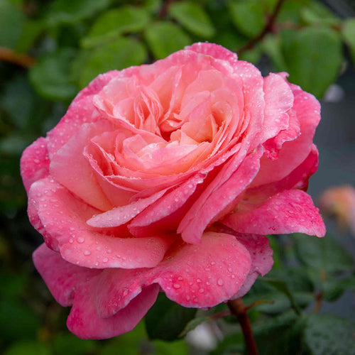 Rose ‘Sweet Romantica’ (Hybrid Tea Rose)