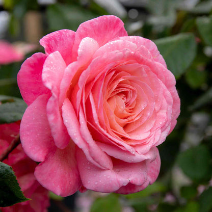 Rose ‘Sweet Romantica’ (Hybrid Tea Rose)