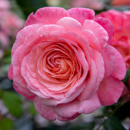 Rose ‘Sweet Romantica’ (Hybrid Tea Rose)