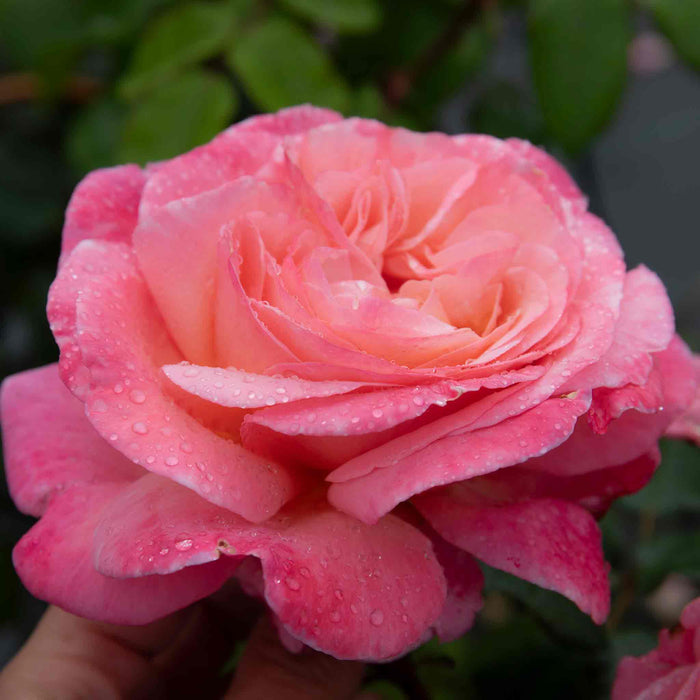 Rose ‘Sweet Romantica’ (Hybrid Tea Rose)