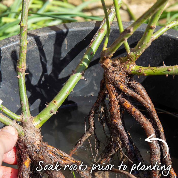 Hand holding a bare root rose with roots being soaked in a bucket of water, with text advice - 'Soak roots prior to planting.'