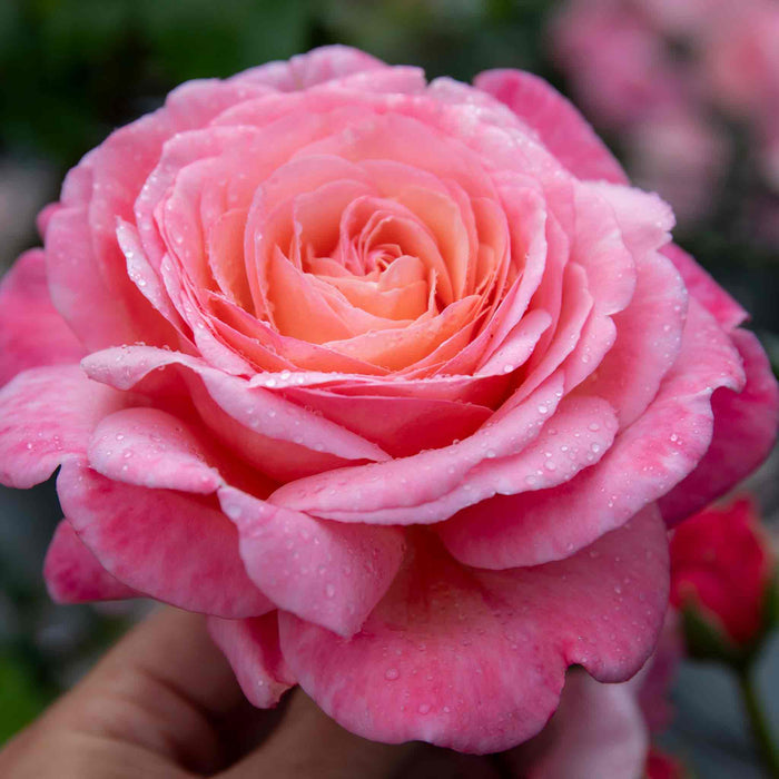 Rose ‘Sweet Romantica’ (Hybrid Tea Rose)