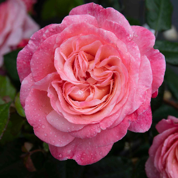 Rose ‘Sweet Romantica’ (Hybrid Tea Rose)