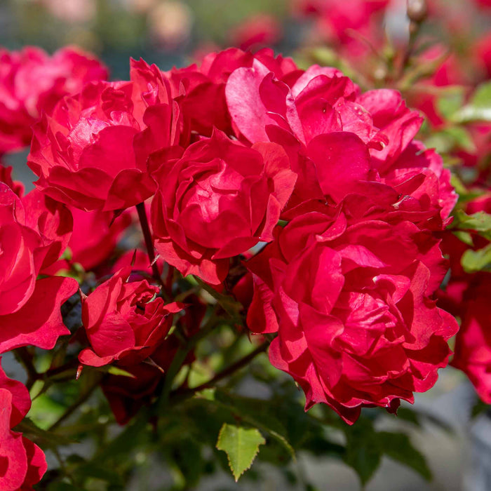 Rose 'Sweet Wishes'