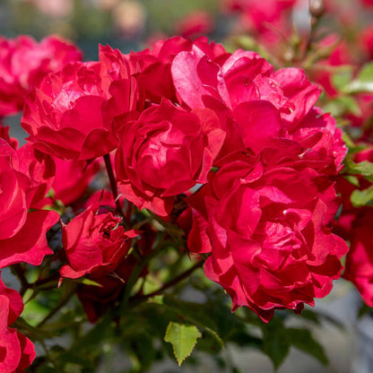 Rose 'Sweet Wishes'
