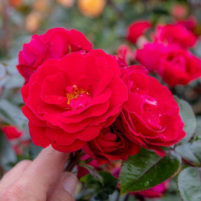 Rose 'Sweet Wishes'