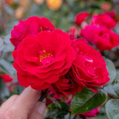 Rose 'Sweet Wishes'
