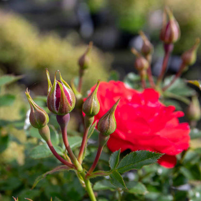 Rose 'Sweet Wishes'