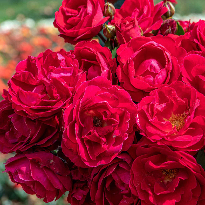 Rose 'Sweet Wishes'
