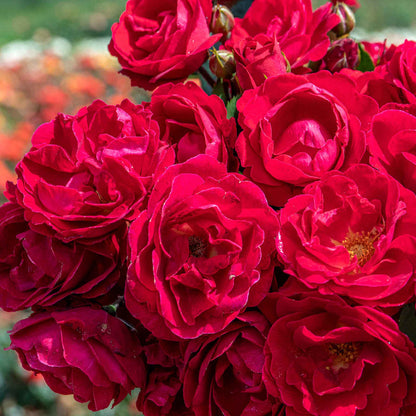 Rose 'Sweet Wishes'