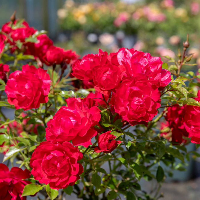 Rose 'Sweet Wishes'