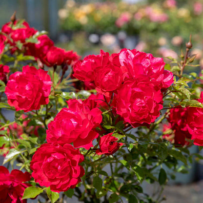 Rose 'Sweet Wishes'