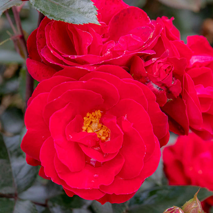 Rose 'Sweet Wishes'