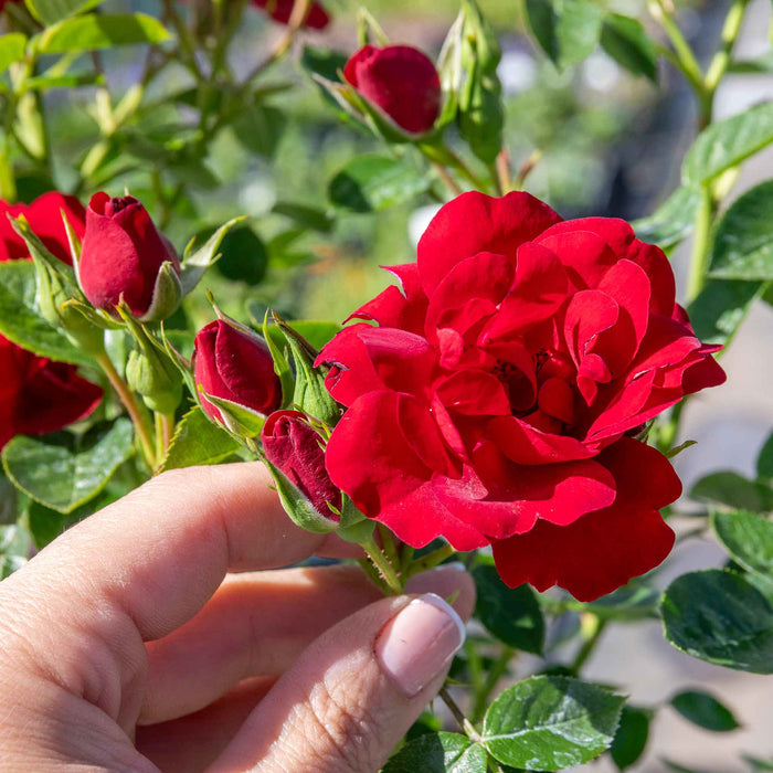 Rose 'Sweet Wishes'