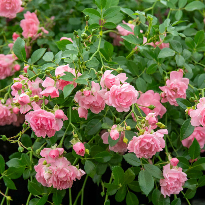 Rose 'The Fairy'