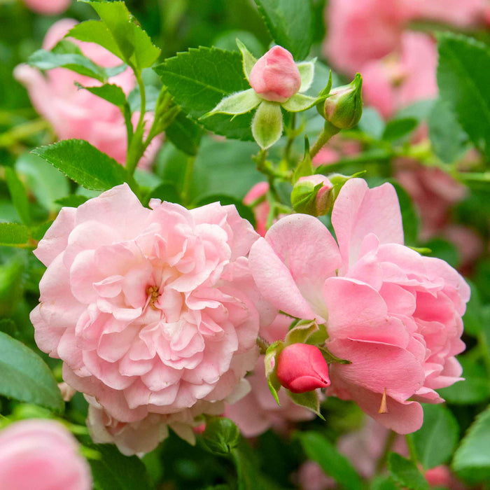 Rose 'The Fairy'
