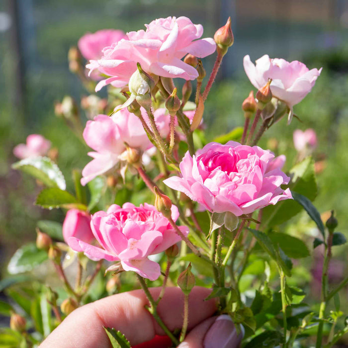 Rose 'The Fairy'
