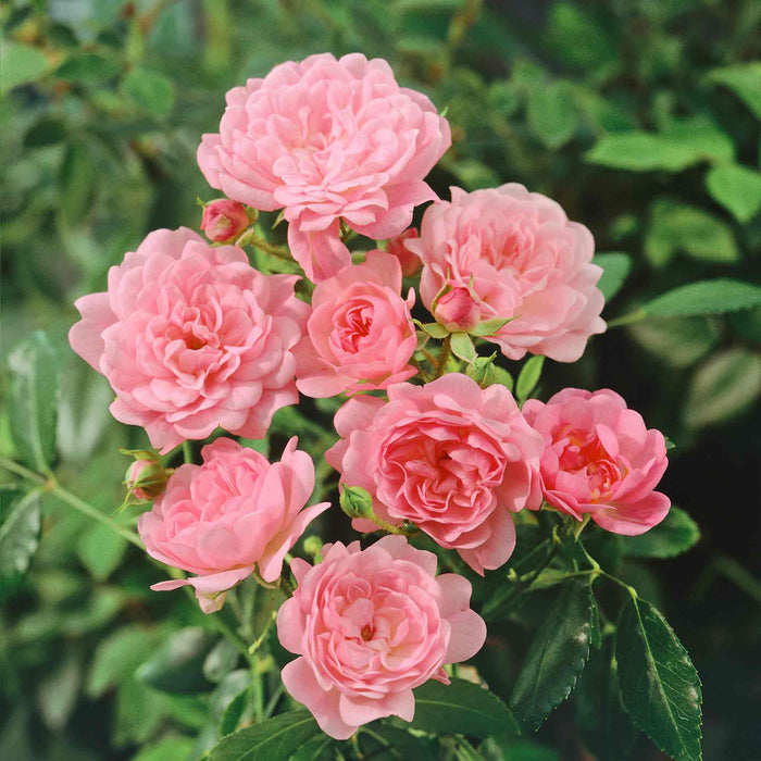 Rose 'The Fairy'