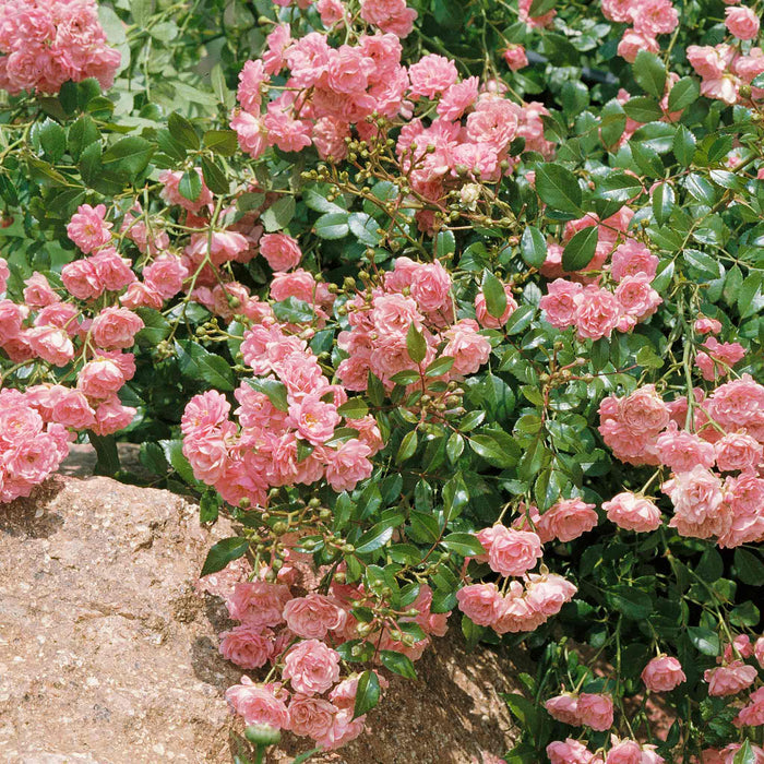 Rose 'The Fairy'