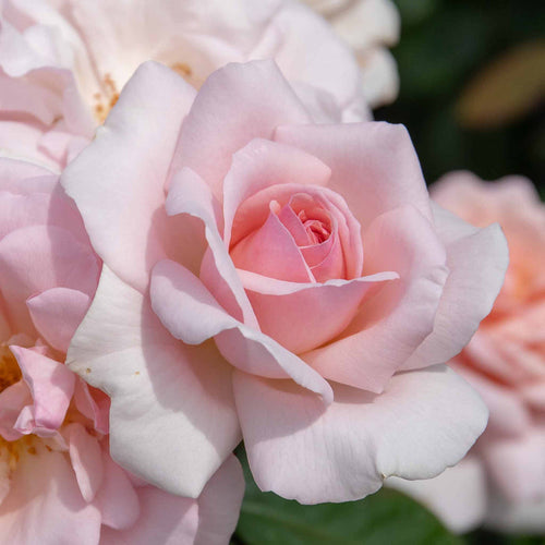 Rose ‘Whiter Shade of Pale’ (Hybrid Tea Rose)
