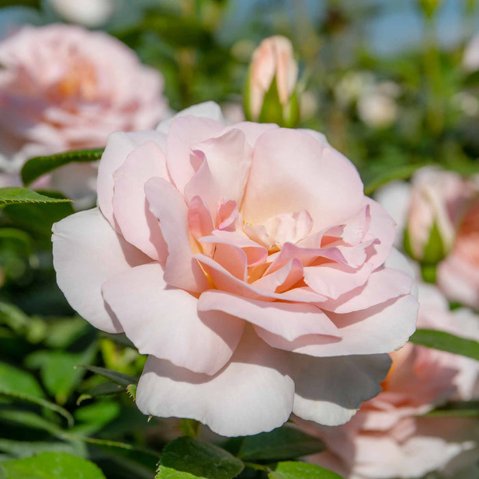 Rose ‘Whiter Shade of Pale’ (Hybrid Tea Rose)