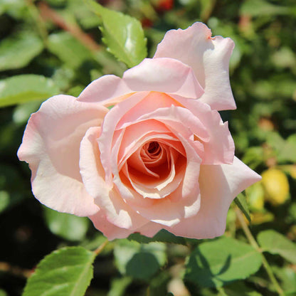 Rose ‘Whiter Shade of Pale’ (Hybrid Tea Rose)