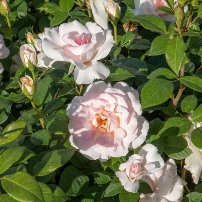 Rose ‘Whiter Shade of Pale’ (Hybrid Tea Rose)