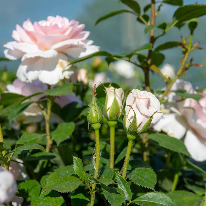 Rose ‘Whiter Shade of Pale’ (Hybrid Tea Rose)