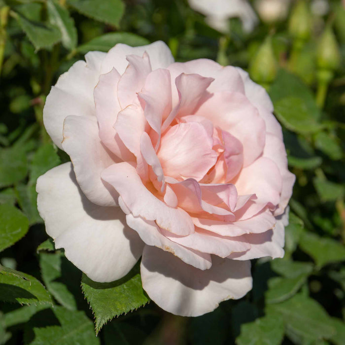 Rose ‘Whiter Shade of Pale’ (Hybrid Tea Rose)