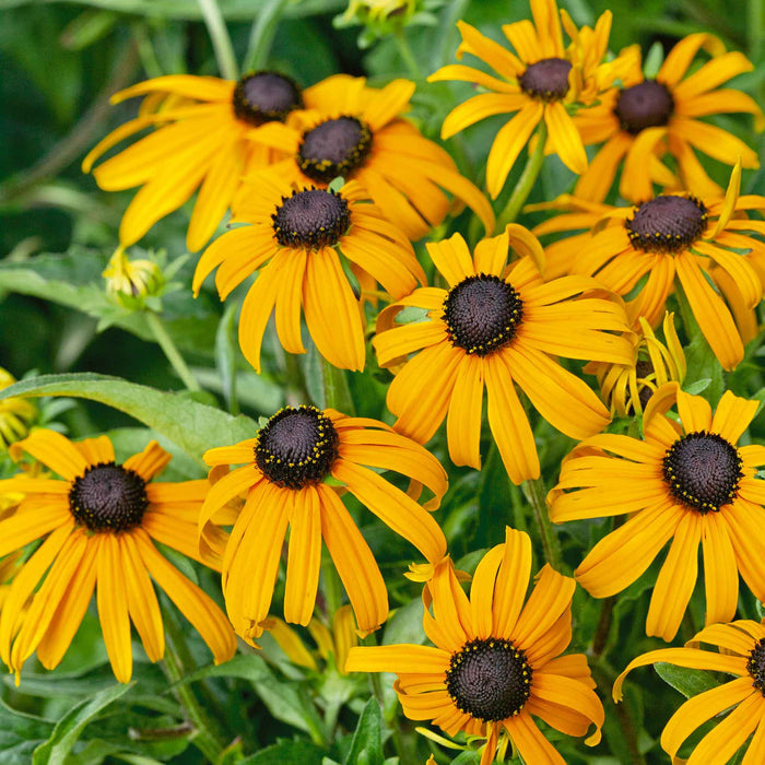 Rudbeckia 'Goldsturm'